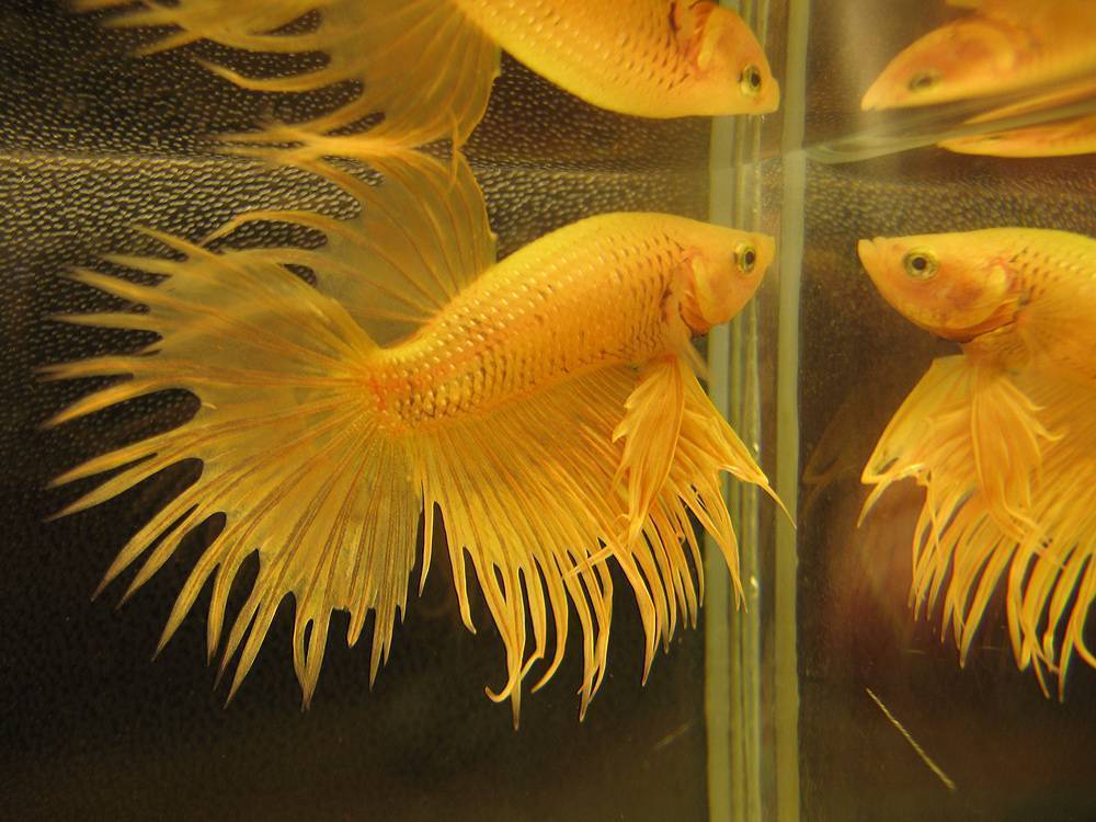 Петушки: особенности рыбок, отличия самок от самцов