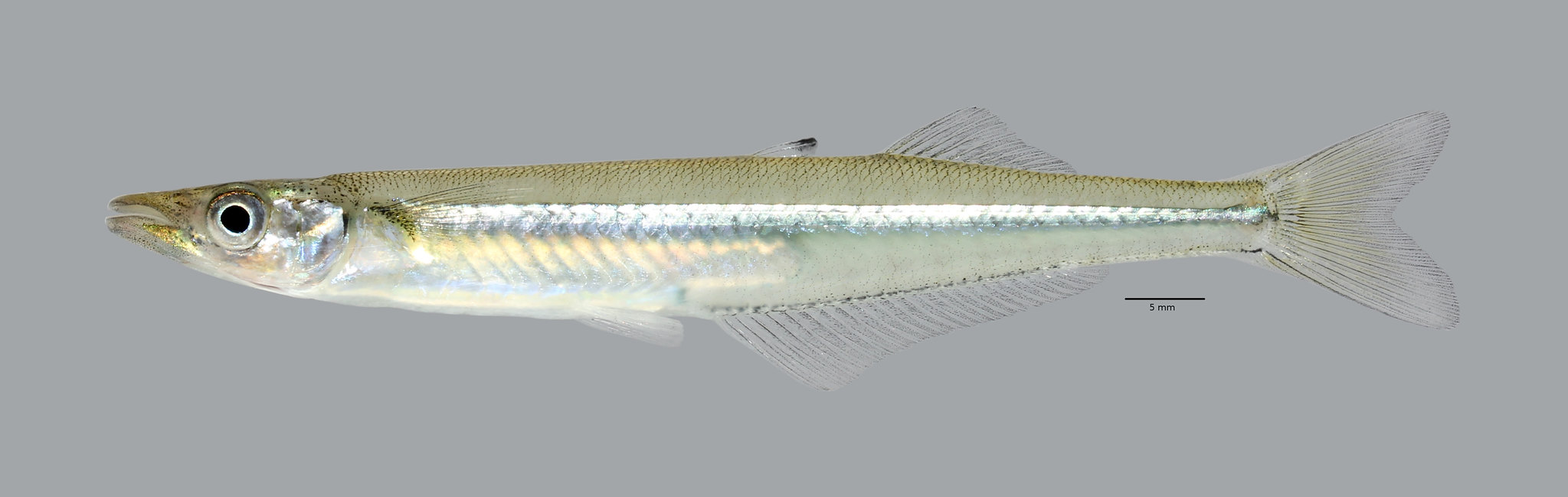 Черноморский окунь фото — ловись рыбка