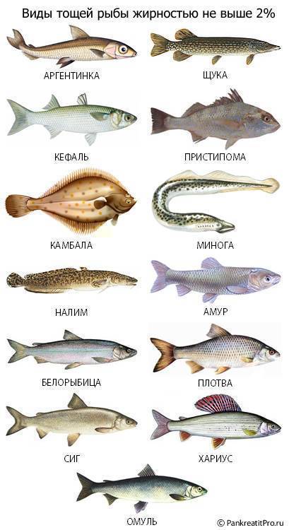 Рыба без костей: список названий речных и морских представителей