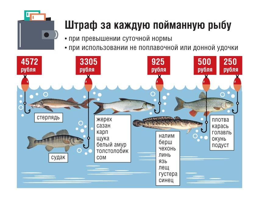 Штраф за ловлю рыбы сетями в 2022 году – размер и сумма