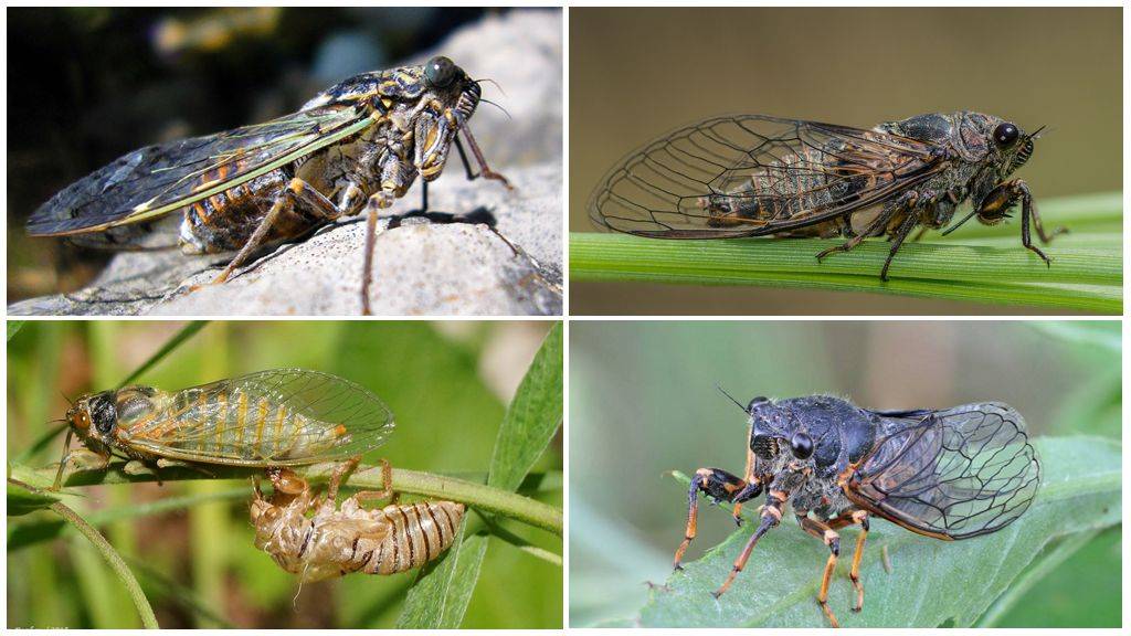 Жуки  описание отряда насекомых, их особенности строения, виды