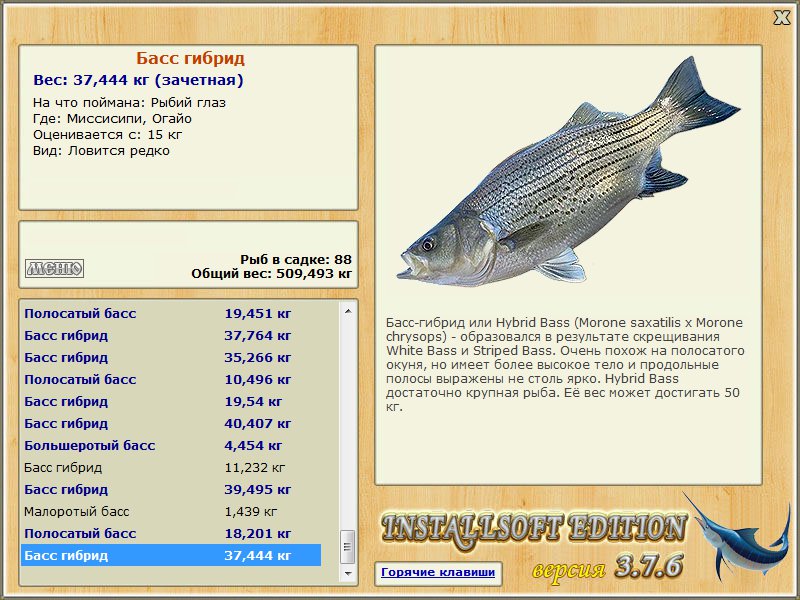 Рыба «зубатка полосатая» фото и описание