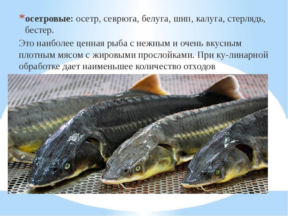 Осетровые виды рыб: описание и фото