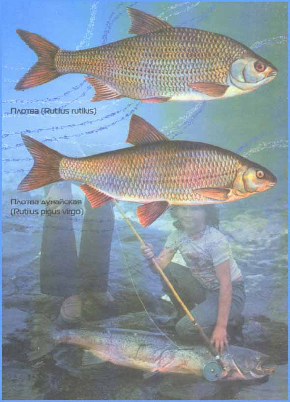 Рыба «Плотва дунайская» фото и описание