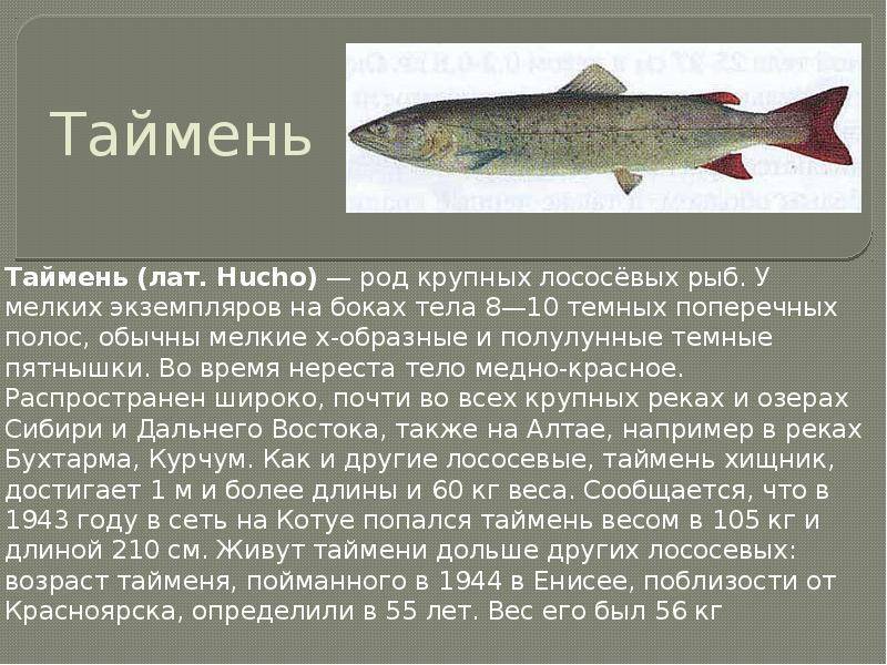 Палия - пресноводная рыба