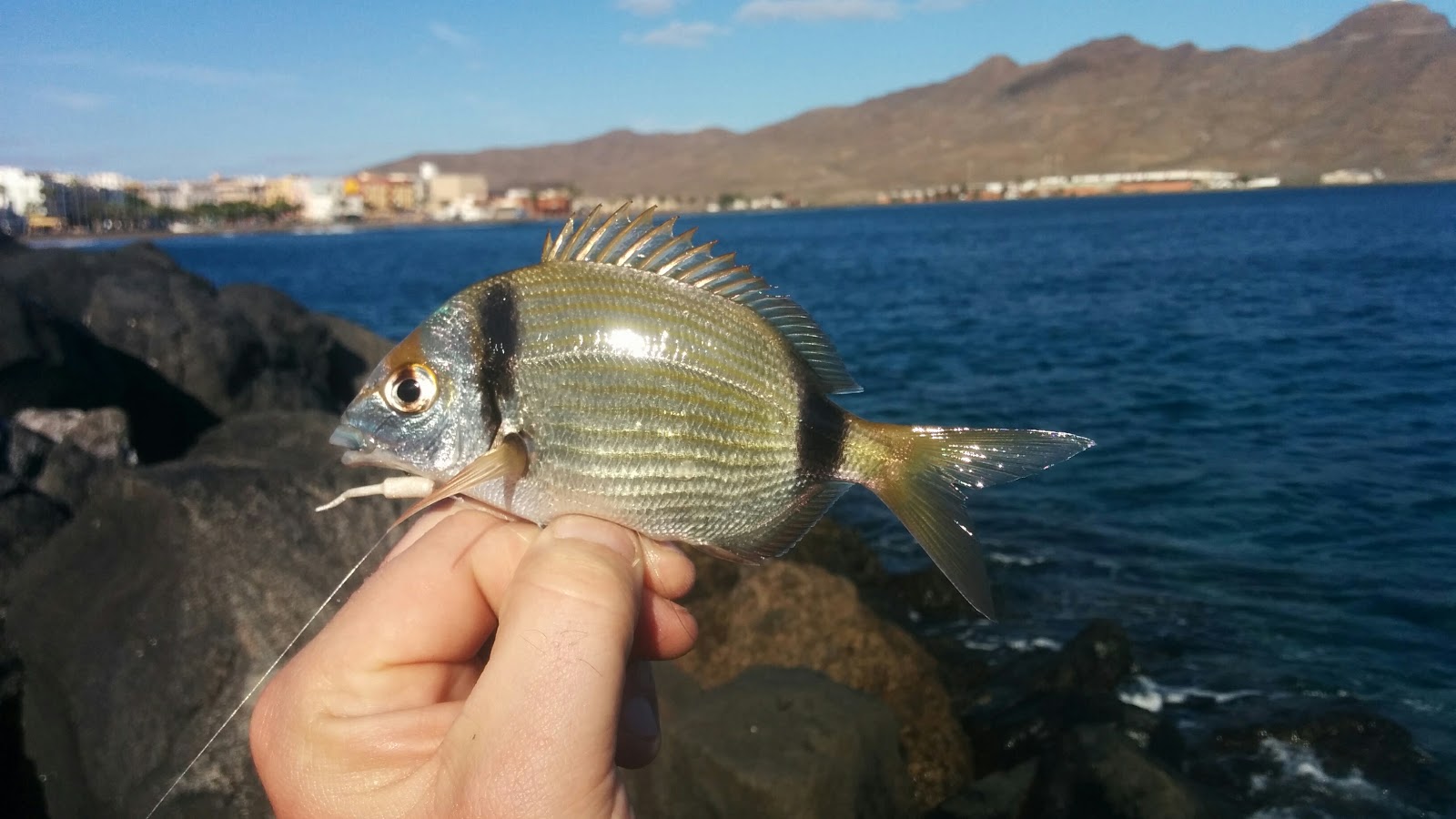 Морской карась фото черное море