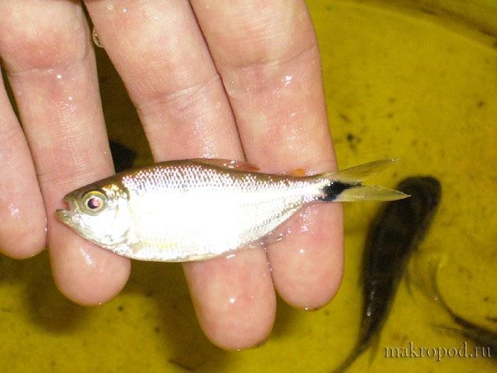 Топ-10 болезней аквариумных рыбок: симптомы и лечение - лечение