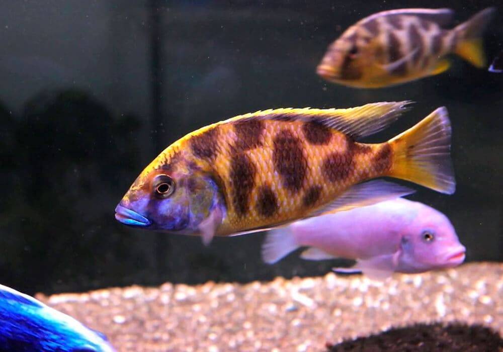 Аквариумная золотая рыбка. уход, описание, совместимость :: syl.ru