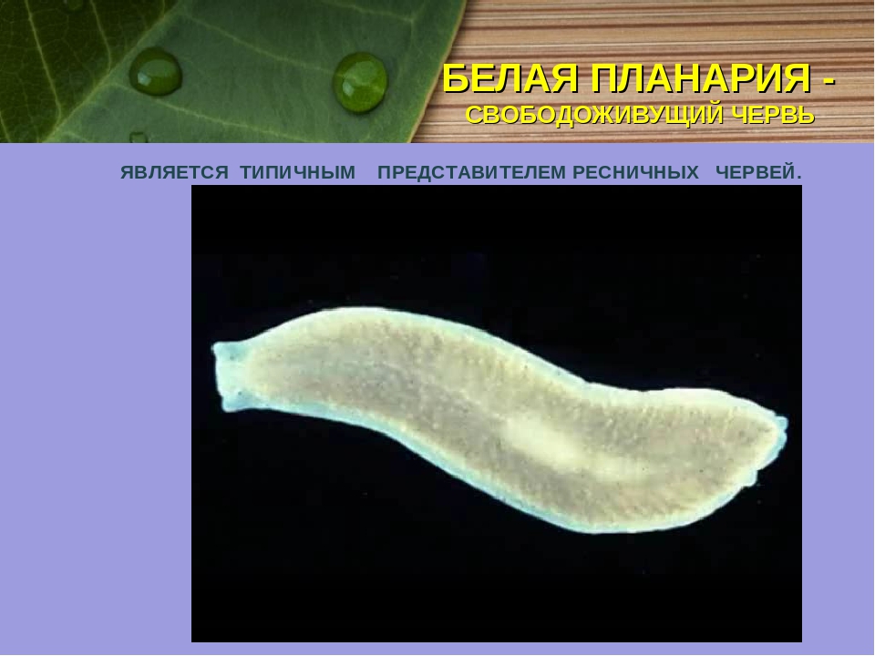 Белая планария: тип червей, системы планарии, класс, органы и строение