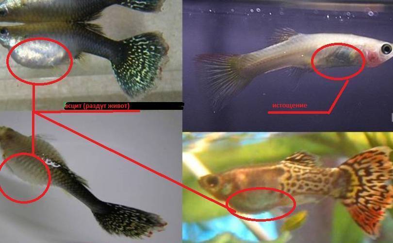 Болезни аквариумных рыбок — внешние признаки, симптомы и особенности лечения заболеваний, фото