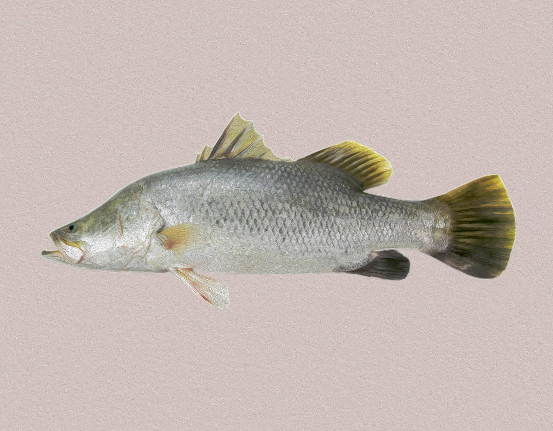 Рыба «Барамунди» фото и описание