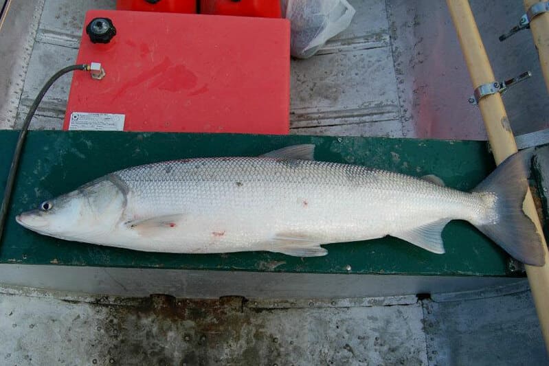 Инерционные катушки «нельма»: характеристики, особенности применения и советы опытных рыболовов