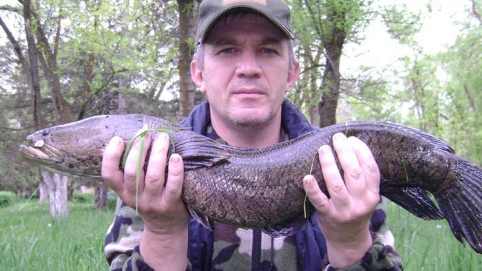 Рыба змееголов: как ловить, описание и фото