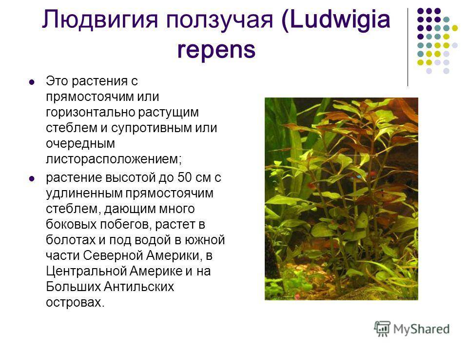 Людвигия дугообразная (ludwigia arcuata): фото, видео, содержание, разведение, купить