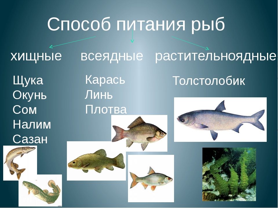 Хищные аквариумные рыбки: правила содержания (температура, фильтрация), совместимость, размножение