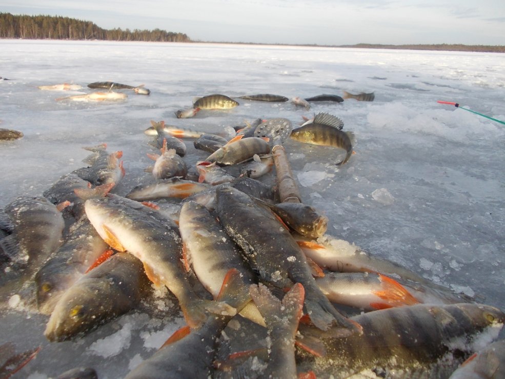 Иркутское водохранилище: рыбалка и какая рыба водится
