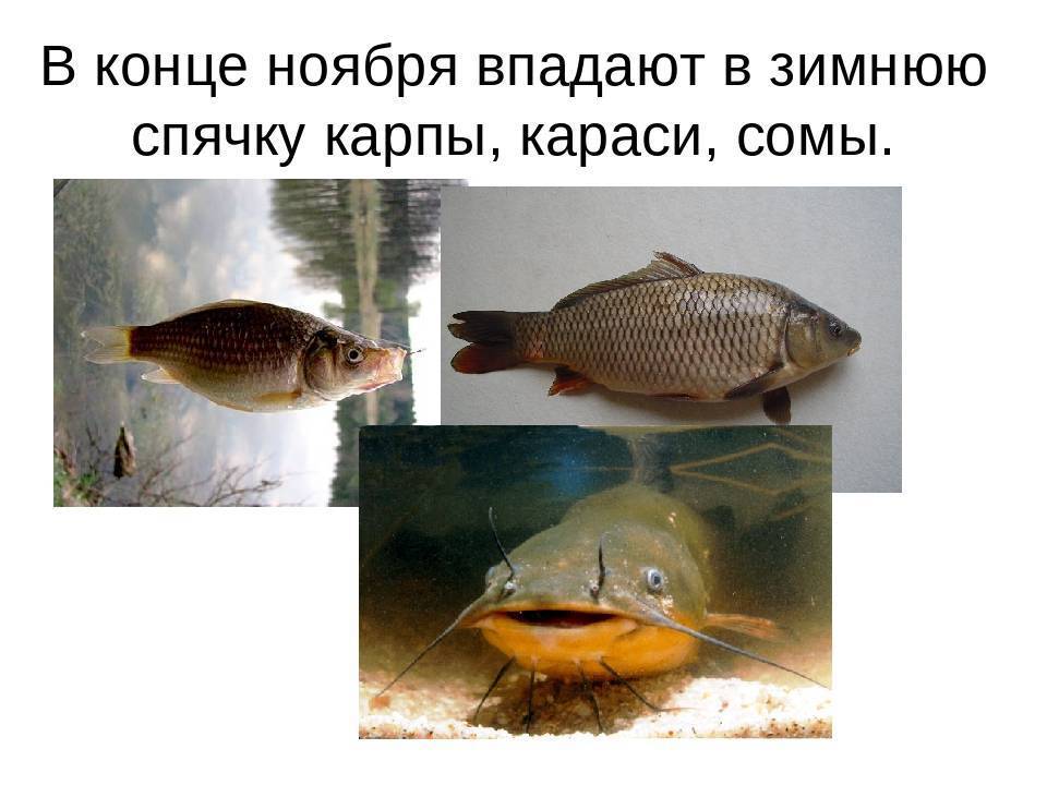 Как спит рыба? интересные факты :: syl.ru