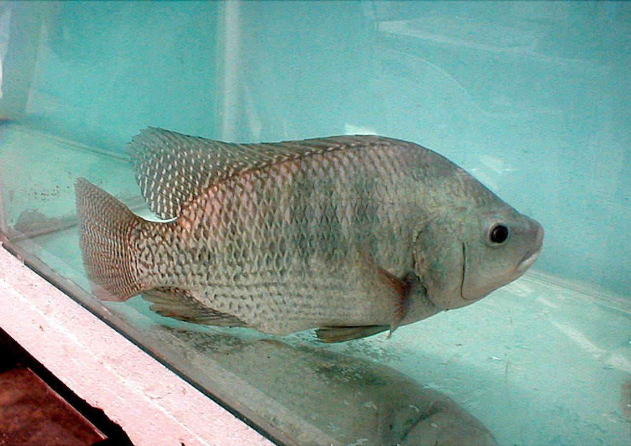 Рыба Нильская тиляпия