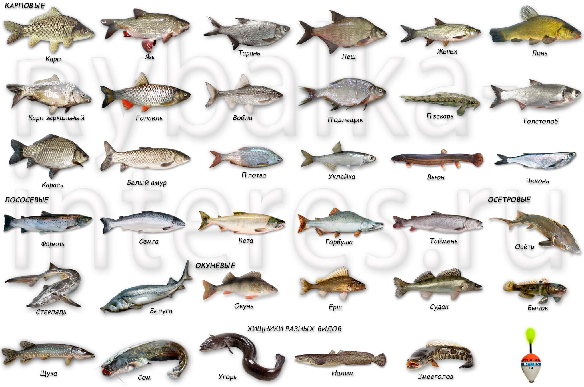 Хищные рыбы: список, описание, виды - fishingwiki