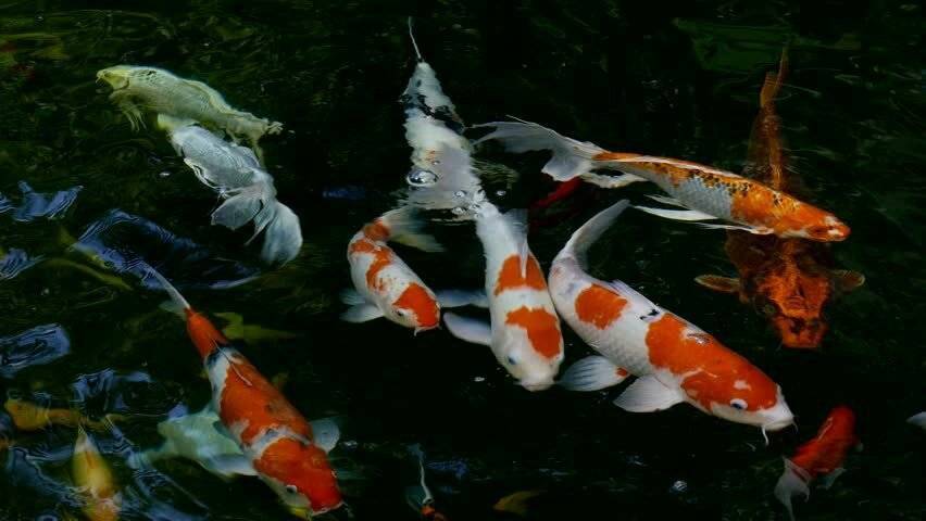 Японские карпы кои: история происхождения красных и синих рыбок, требования к их содержанию