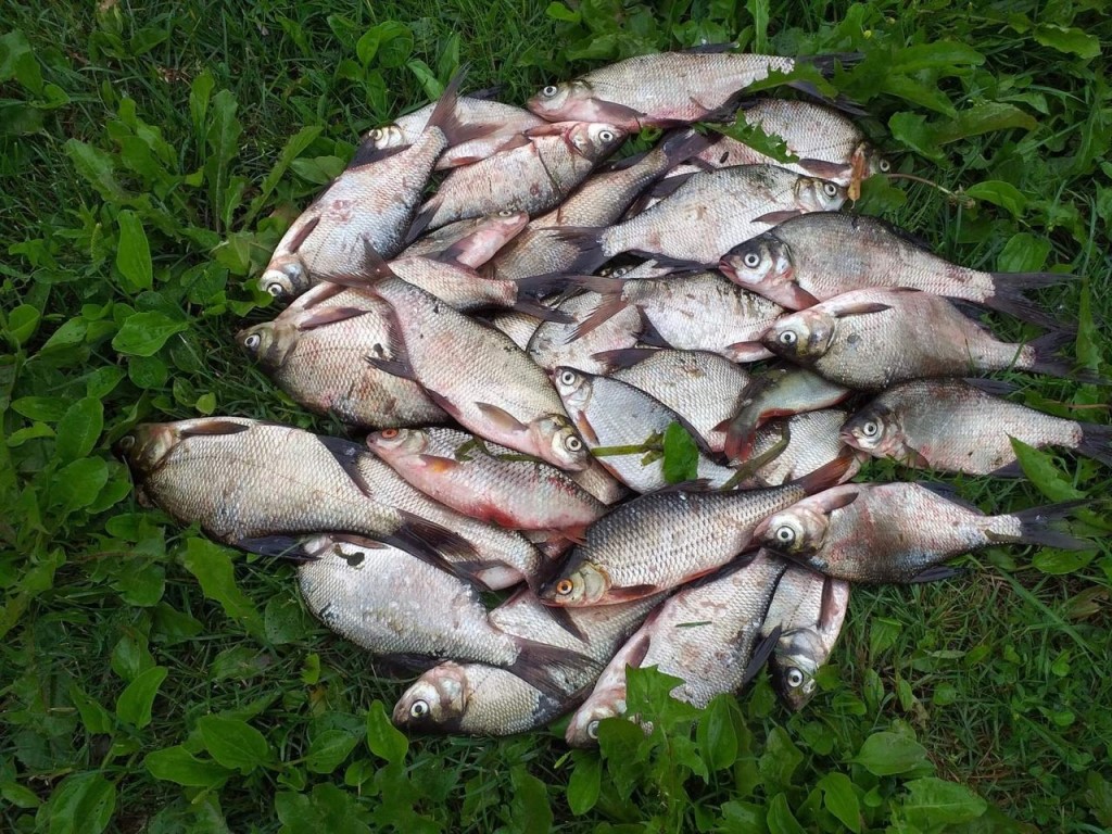 Рыбалка в смоленской области: описание водоемов, виды рыб, советы начинающим