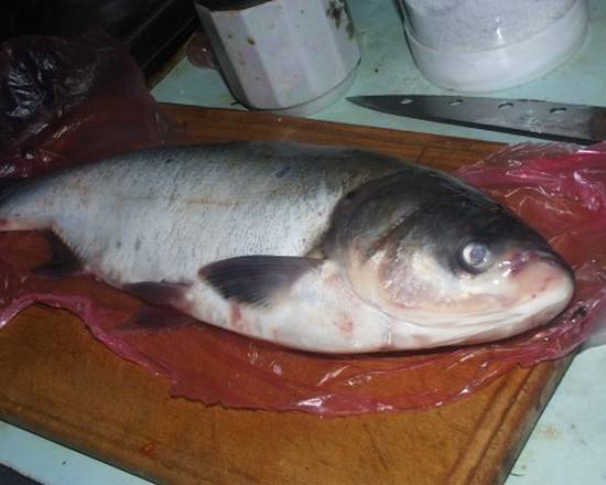 Что за рыба толстолобик: описание, образ жизни, как поймать, чем питается, костлявая или нет, морская или речная