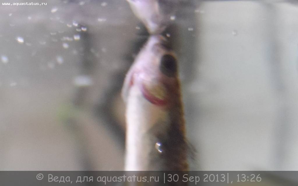 Болезни гуппи: внешние признаки и лечение,фото,описание,видео | аквариумные рыбки