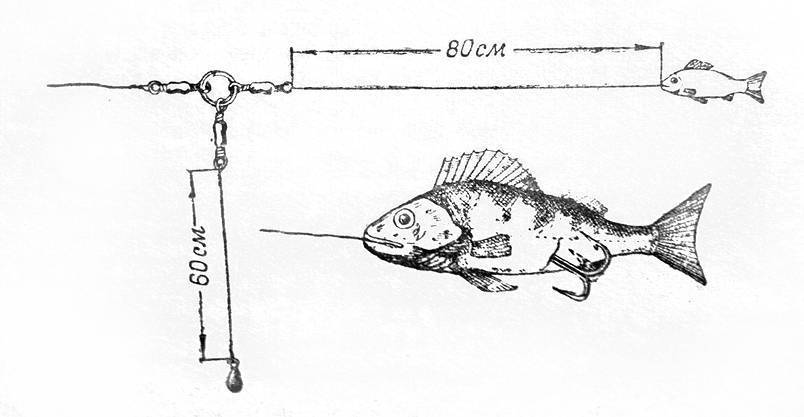 Секреты ловли щуки на живца простым и понятным языком - читайте на сatcher.fish