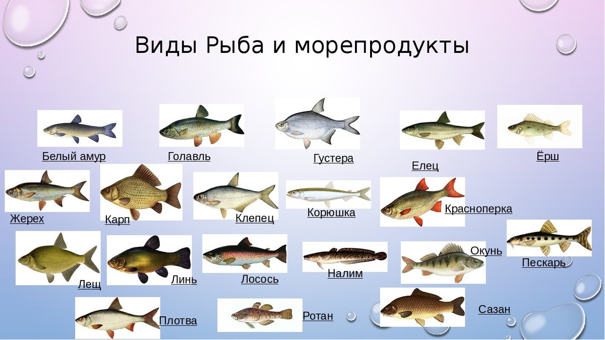 Рыбы без чешуи, их особенности, виды и названия