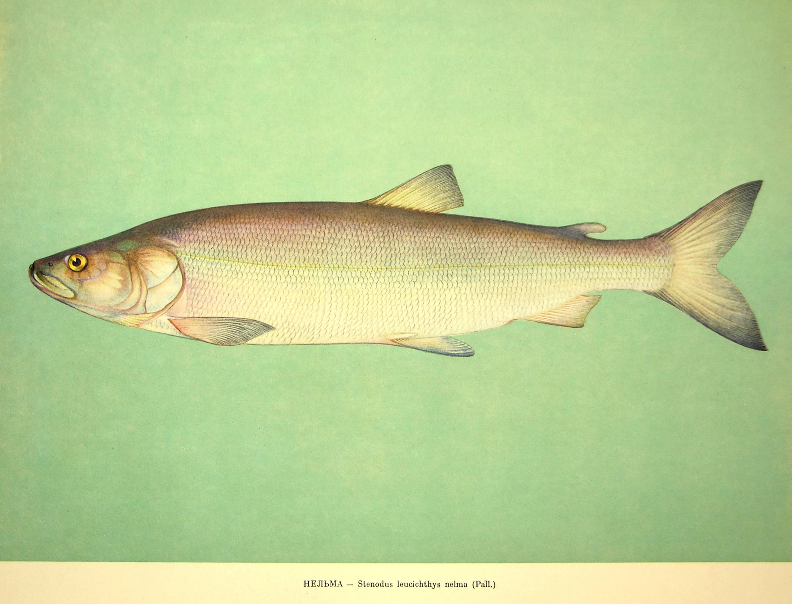 Рыба «Белорыбица» фото и описание