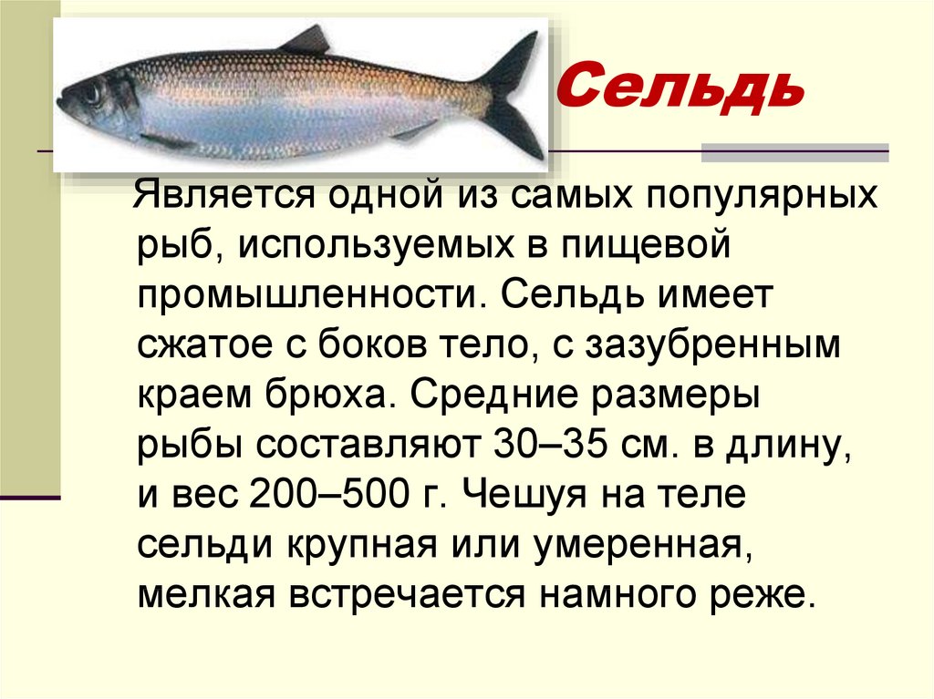 Сельдь — польза и вред рыбы, как выбрать, разделать и рецепты приготовления на ydoo.info