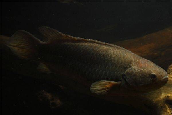 Анабас: особенности рыбки, содержание, питание и разведение