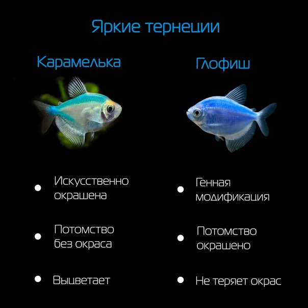 Таблицы совместимости разных видов аквариумных рыбок
