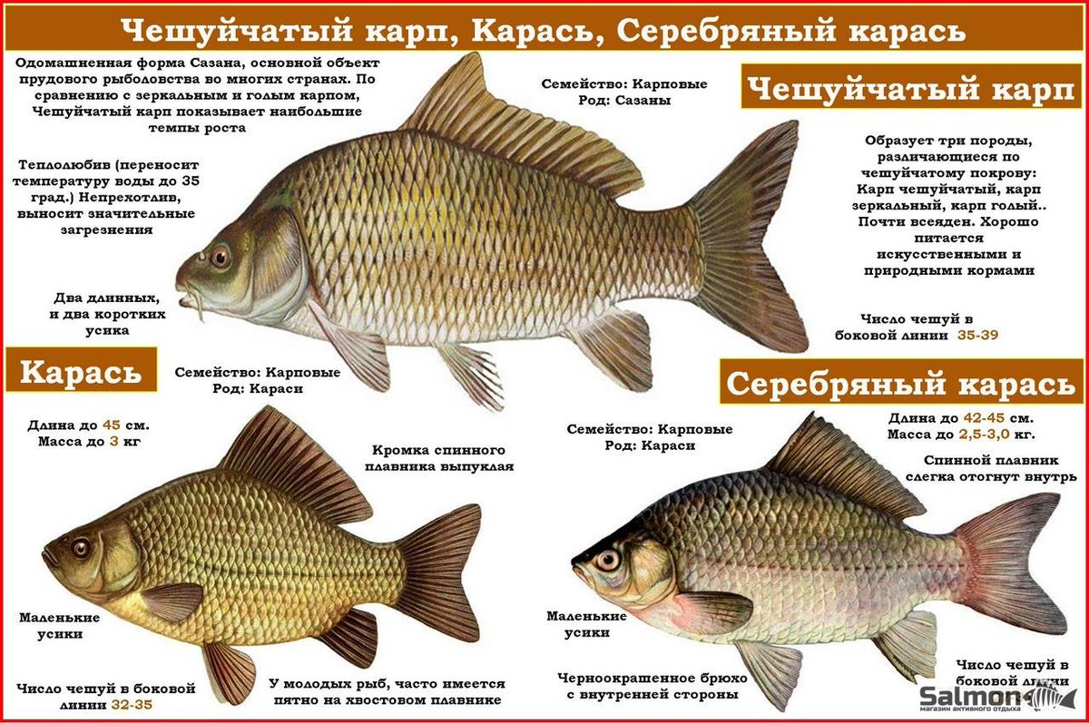 Как выглядит рыба-гибрид? описание, среда обитания, преимущества перед чистыми формами