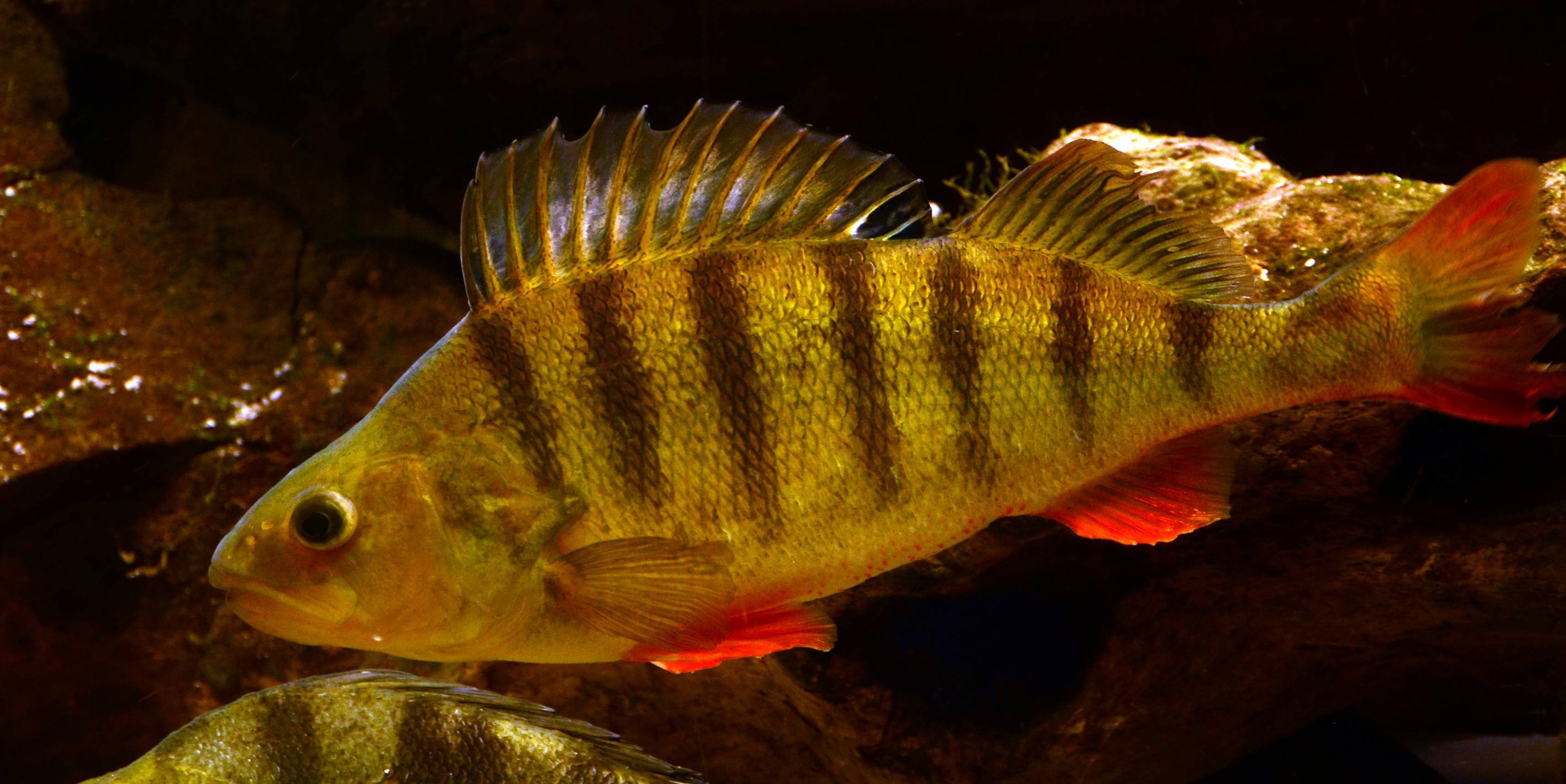 Окунь солнечный зеленый фото и описание – каталог рыб, смотреть онлайн