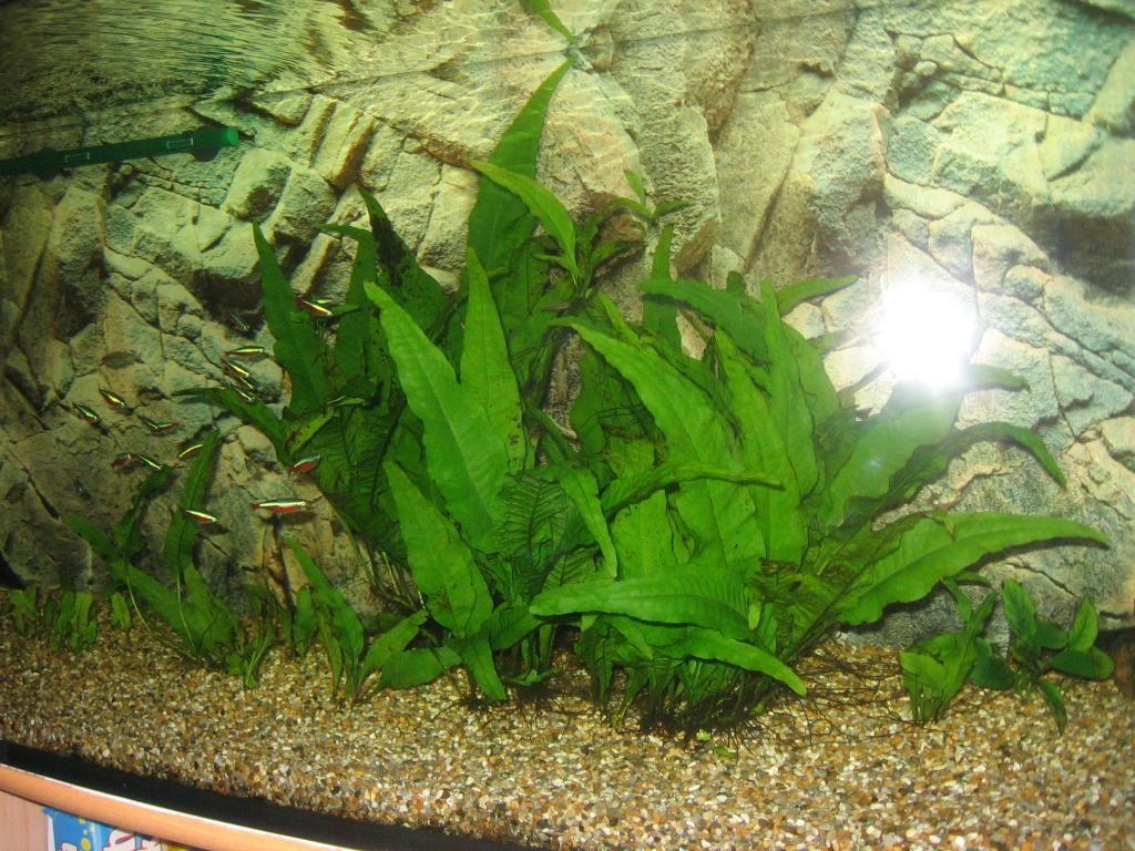 Топ 10 самых неприхотливых аквариумных растений