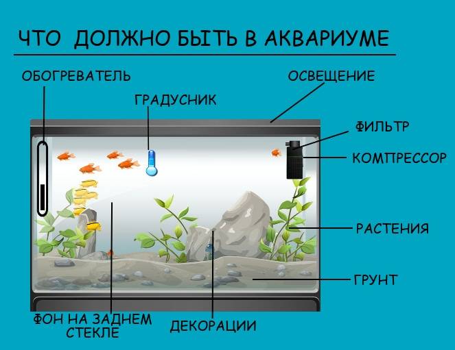 Как обустроить аквариум для лабиринтовых