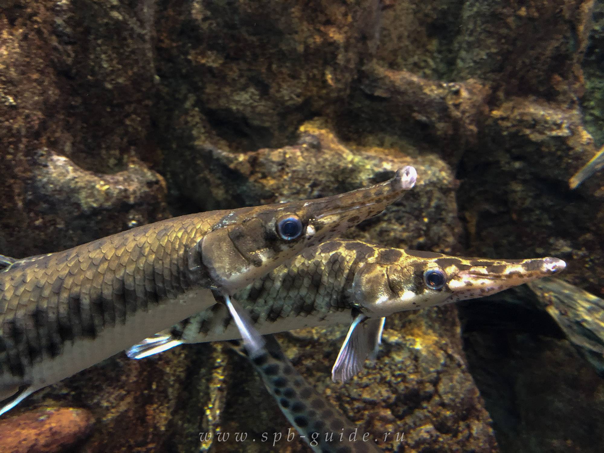 Рыба «панцирная щука длиннорылая» фото и описание