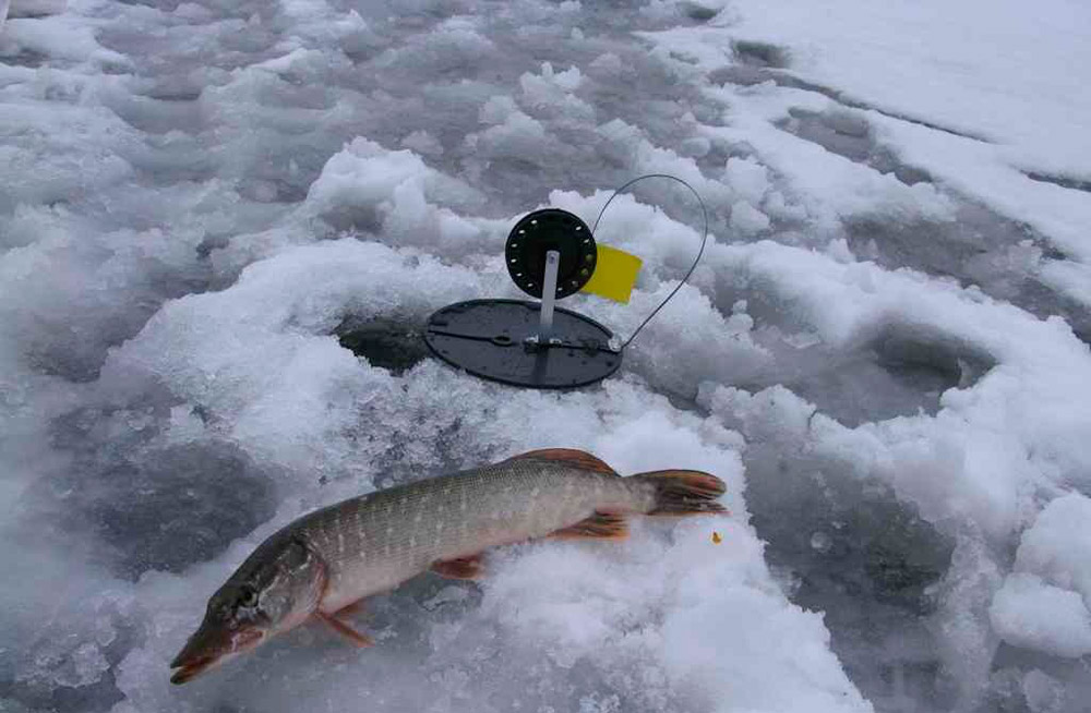 Использование живца для жерлиц. моменты, которые должен знать каждый зимний рыболов.