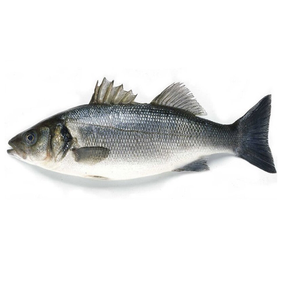 Сибас - полезные свойства рыбы и калорийность, рецепты приготовления блюд с фото