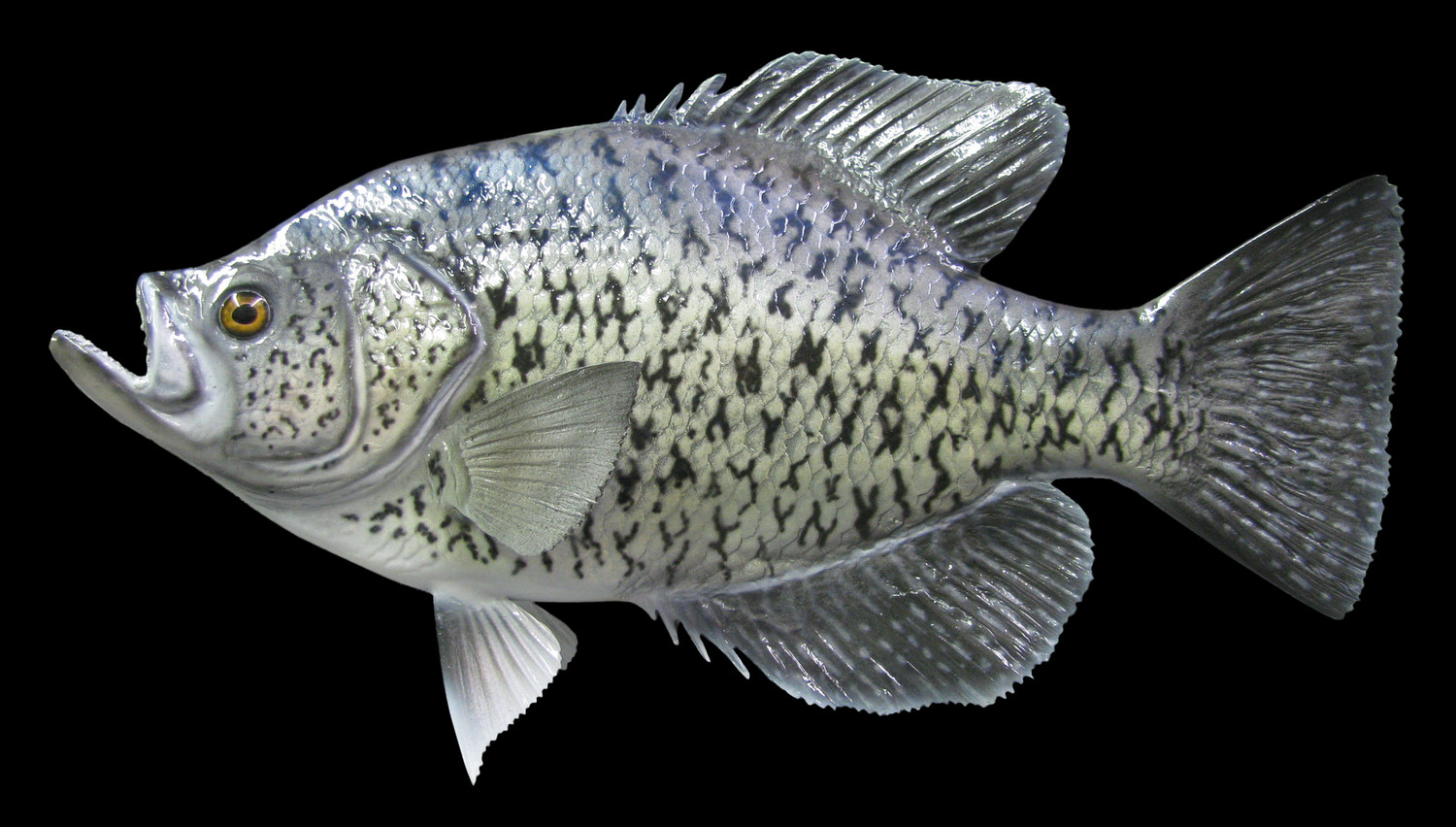 Рыба «Калико басс» фото и описание