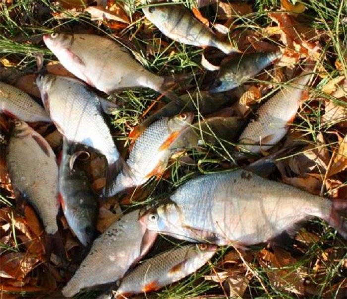 Ловля в ноябре на удочку перед ледоставом: лучшие наживки для осенней рыбалки - читайте на сatcher.fish