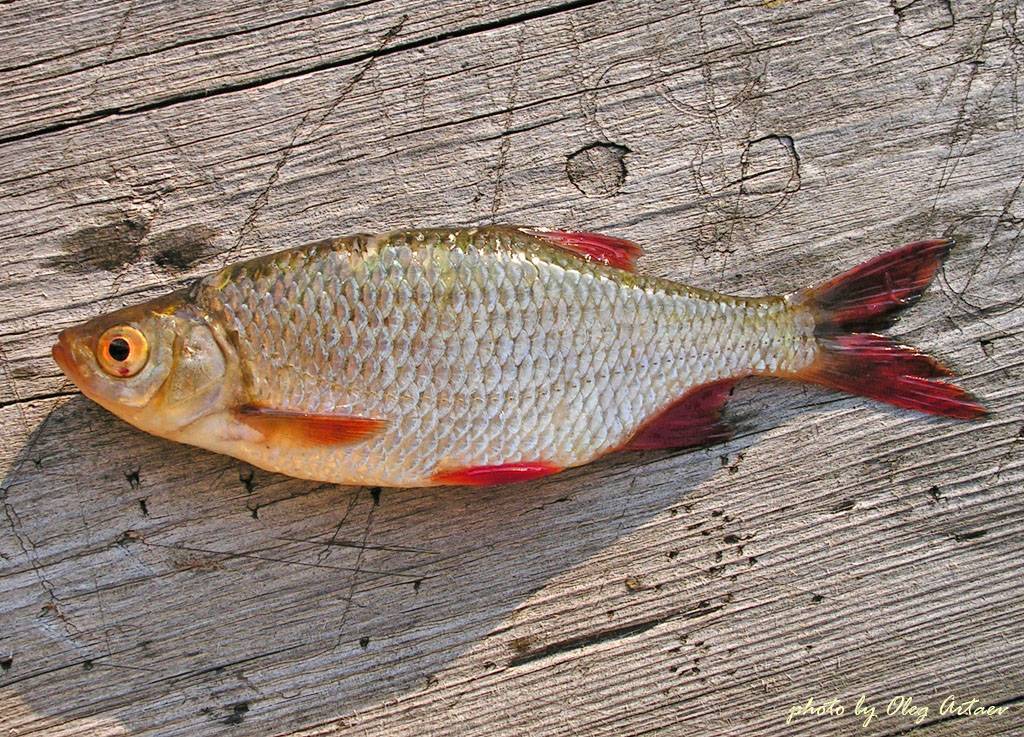 Рыба «Красноперка» фото и описание