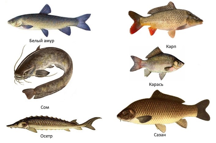 Рыба-гибрид: преимущества перед чистыми формами. польза гибридизации