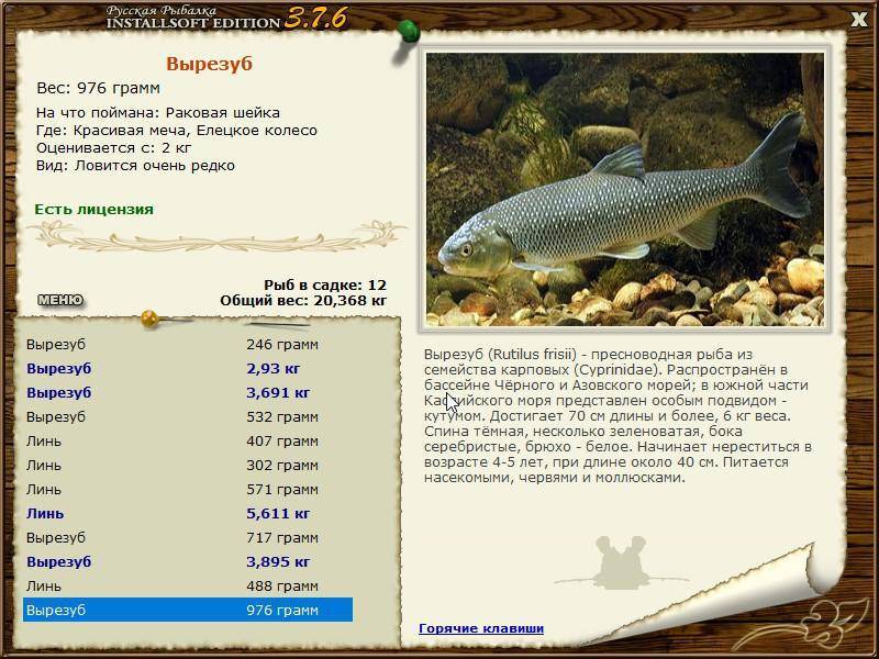 Рыба вырезуб: описание и фото