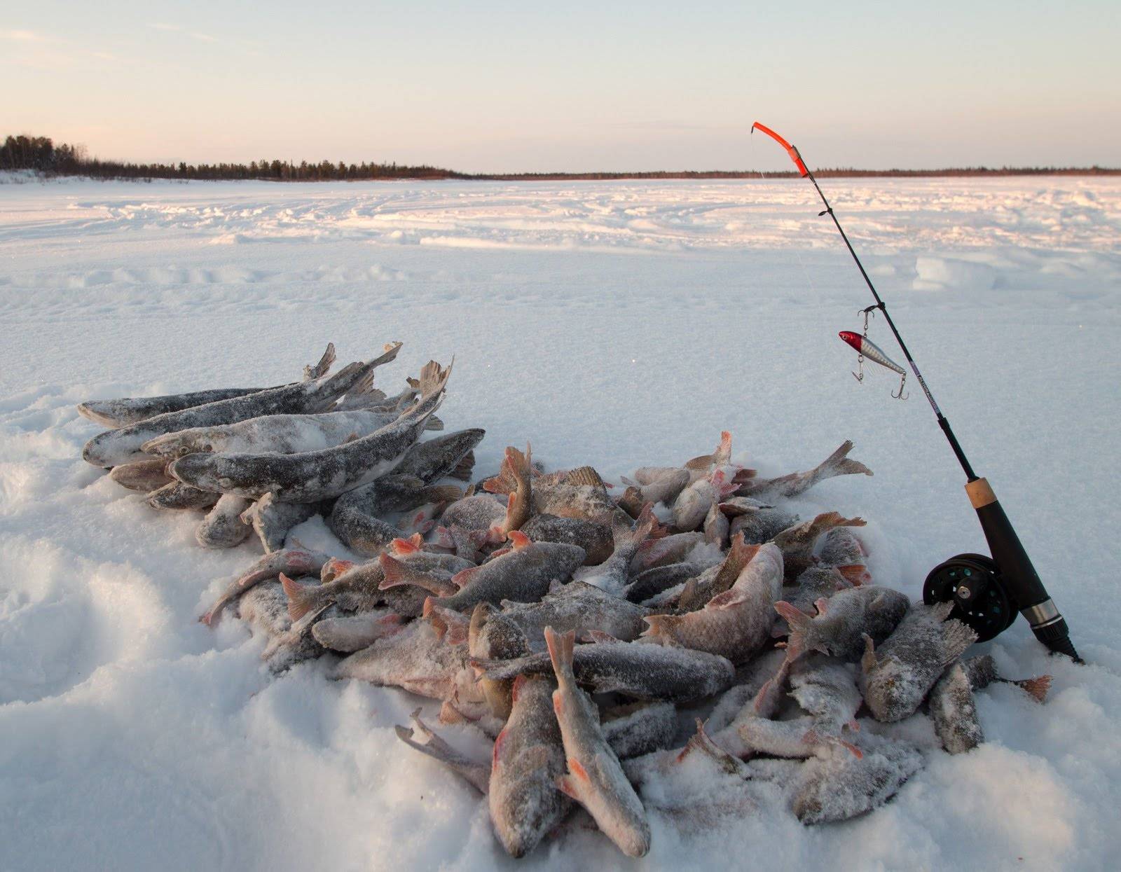 Рыбалка в ямало-ненецком автономном округе - читайте на сatcher.fish