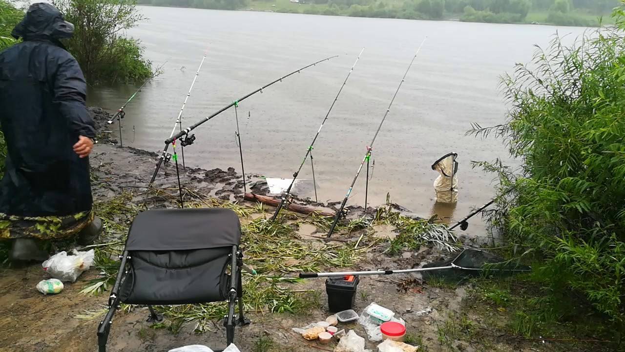 Ловится ли жерех в дождь - все про рыбалку
