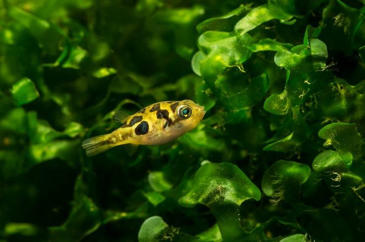 Желтый карликовый тетрадон: требования к содержанию, правила ухода и совместимость с другими рыбами