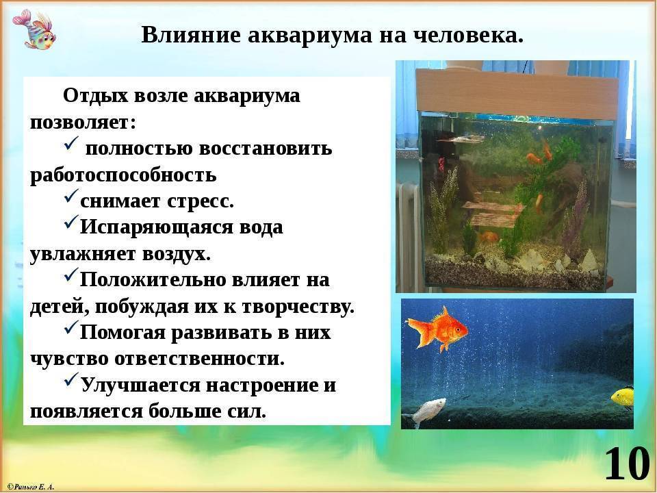 Содержание рыбок: правильная стратегия | pet7.ru