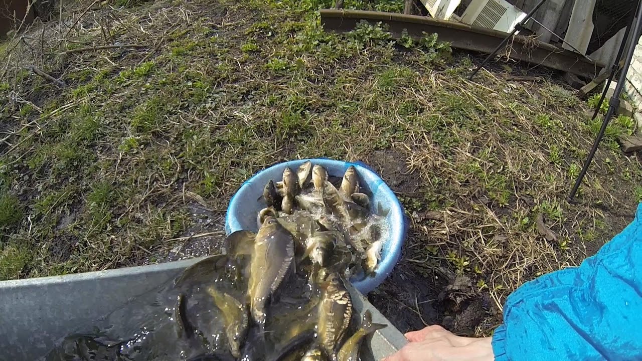 Раки в пруду — особенности разведения